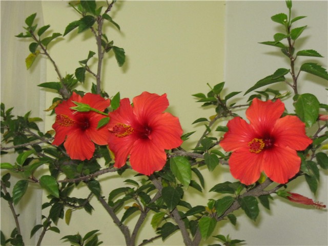 hibiskus